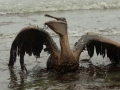 Gulf Oil Spill Anniversary